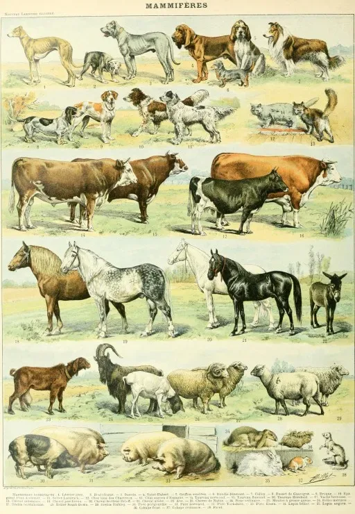 Puzzle Illustration du Nouveau Larousse Illustré : Mammifères, XIXè Siècle - 1000 pièces de Grafika – boîte