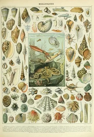 Puzzle Illustration du Nouveau Larousse Illustré : Mollusques, XIXè Siècle - 1000 pièces from Grafika – box 1 of 2