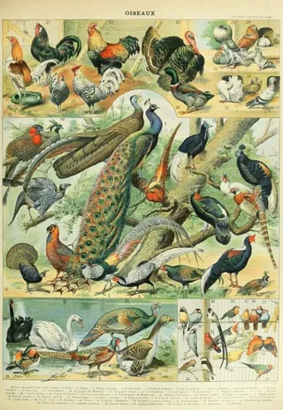 Puzzle Illustration du Nouveau Larousse Illustré : Oiseaux, XIXè Siècle - 1000 pièces de Grafika – boîte 1 sur 2