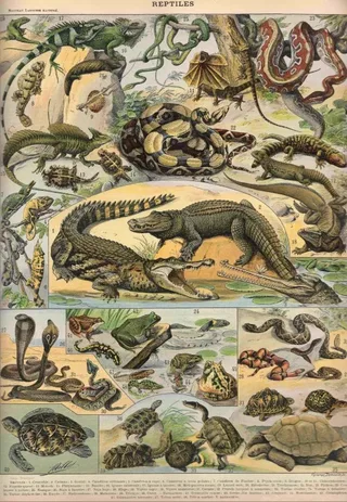 Puzzle Illustration du Nouveau Larousse Illustré : Reptiles, 1897-1904 - 1000 pièces de Grafika – boîte 1 sur 2