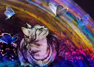 Puzzle Le Chat et l'Arc-en-Ciel - 500 à 999 pièces van Grafika – doos 1 van 2