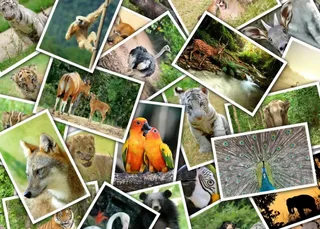 Puzzle Promenade au Zoo - 500 à 999 pièces van Grafika – doos 1 van 2