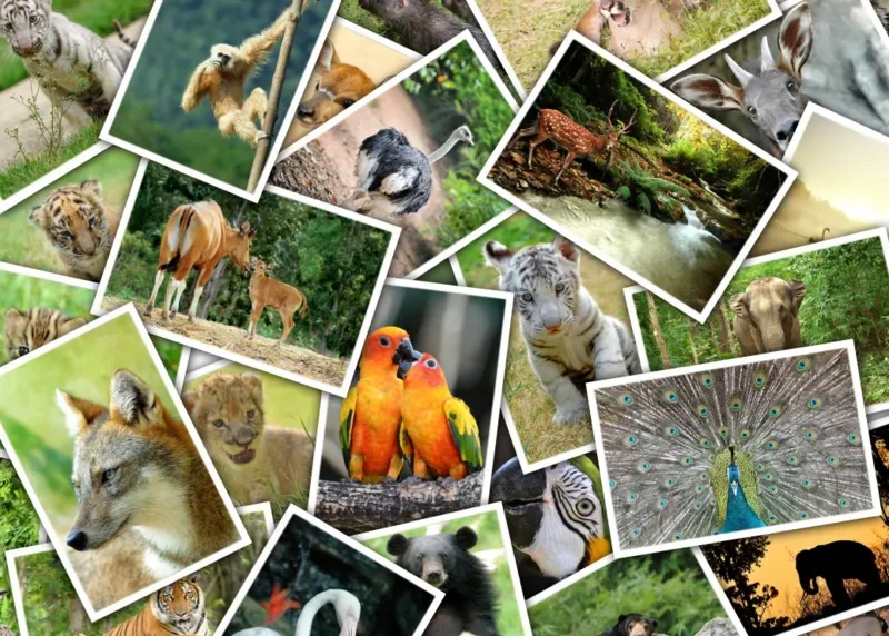 Puzzle Promenade au Zoo - 500 à 999 pièces van Grafika – doos 1 van 2