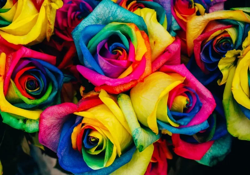 Puzzle Roses Multicolores - 1000 pièces de Grafika – boîte