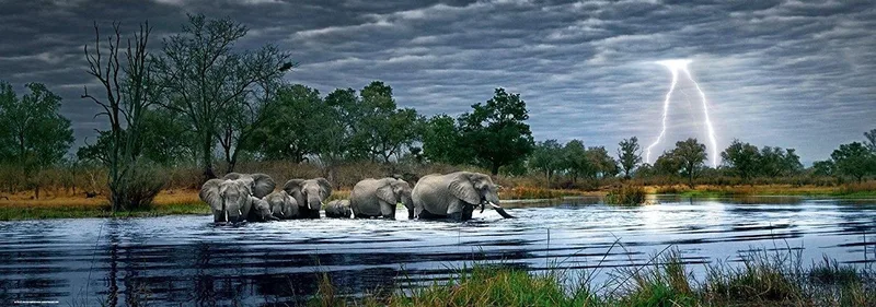 Puzzel - Herd of Elephants, Edition Humboldt de Heye, édition Multicolore – boîte