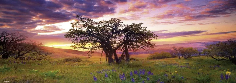 Puzzel Oak Tree 2000 Panorama. van Heye, editie Meerkleurig – doos
