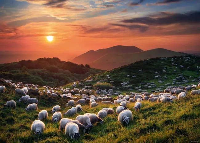 Sheep and Volcanoes (1000) fra Heye – æske