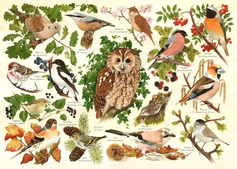 legpuzzel Woodland Birds 500 XL stukjes karton. from House of Puzzles, Multicolour edition – box