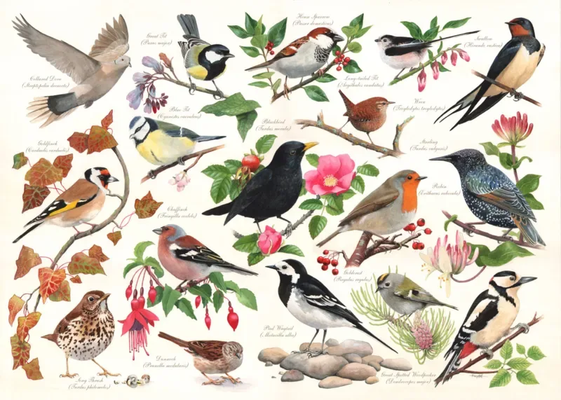 Puzzle Oiseaux Dans Mon Jardin - 1000 pièces from House of Puzzles – box
