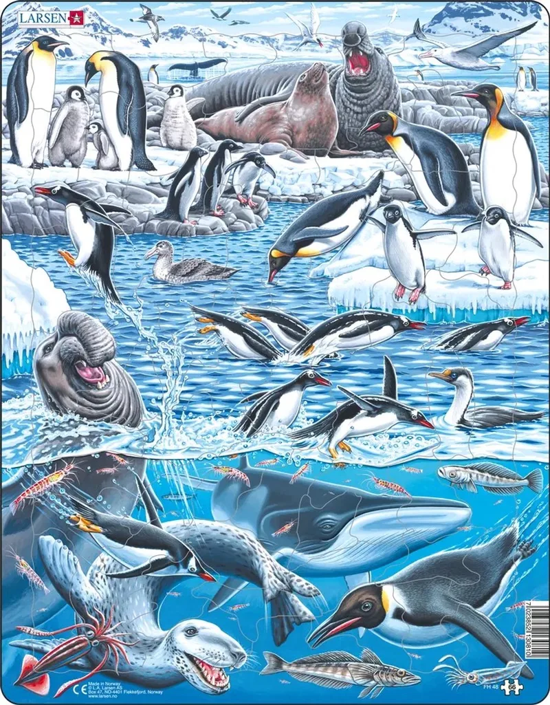 Antarctica – Puzzel – Antarctica – Pooldieren – Educatieve legpuzzel voor kinderen – 66 stukjes – Gemaakt in Noorwegen – Extra dikke 2,5 mm stukjes – Tray met vaste rand from Larsen, 66 Stukjes – Antartica edition – box