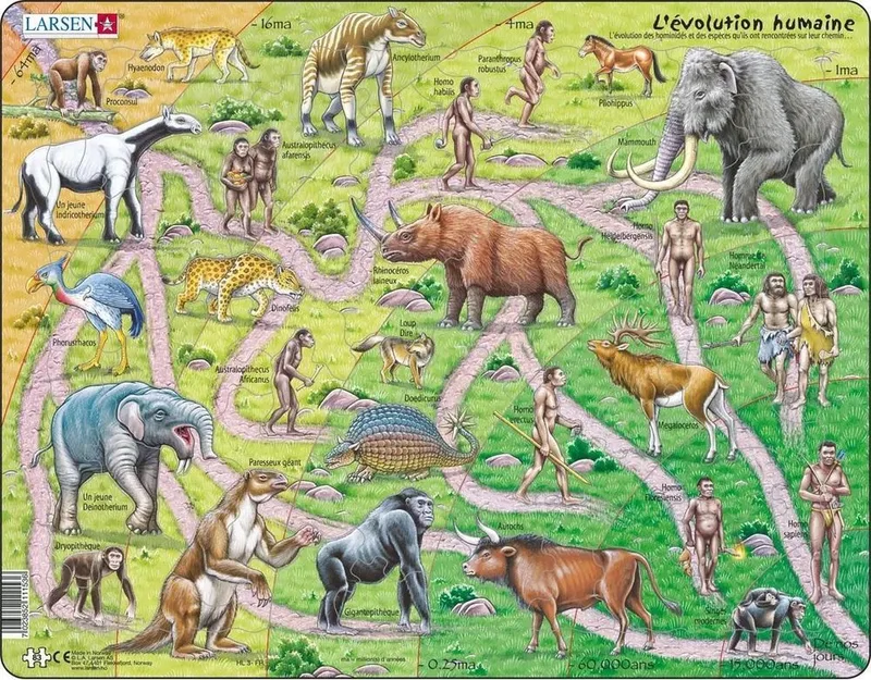 Évolution des Singes à l’Homme – Puzzle – Préhistoire – Évolution Humaine – Puzzle éducatif pour enfants – 83 pièces – Fabriqué en Norvège – Pièces extra épaisses de 2,5 mm – Plateau avec bord fixe from Larsen, 83 Pièces – Évolution des Singes à l’Homme edition – box