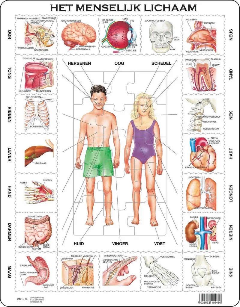 Het menselijk lichaam – Puzzel – Educatief – Anatomie – Educatieve legpuzzel voor kinderen – 35 stukjes – Gemaakt in Noorwegen – Extra dikke 2,5 mm stukjes – Tray met vaste rand from Larsen, 35 Stukjes – Het menselijk lichaam edition – box