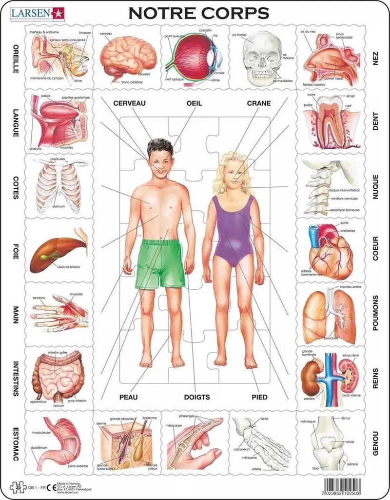 Le Corps Humain – Puzzle – Corps Humain – Anatomie – Puzzle éducatif pour enfants – 35 pièces – Fabriqué en Norvège – Pièces extra épaisses de 2,5 mm – Plateau avec bord fixe de Larsen, édition 35 Pièces – Notre Corps – boîte