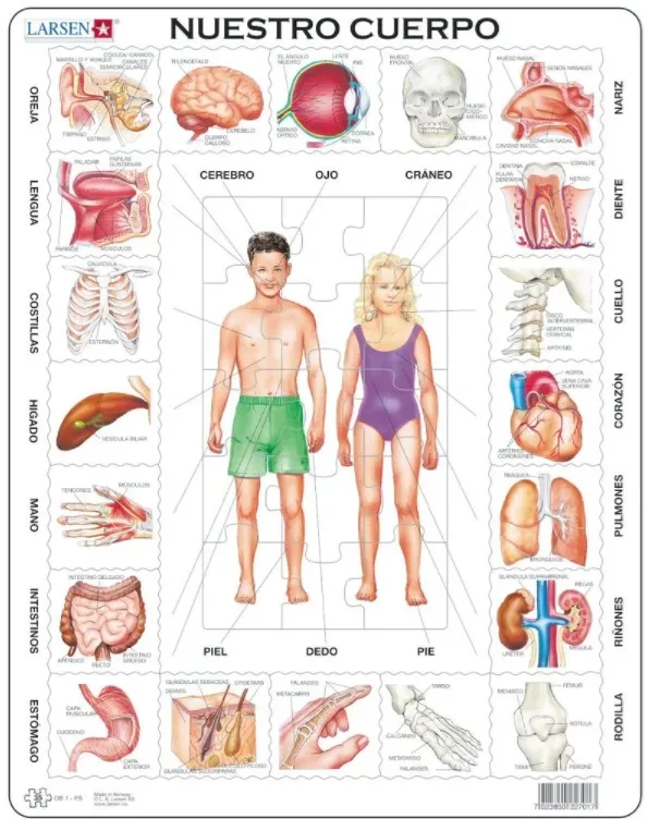 Puzzle Puzzle Cadre - Nuestro Cuerpo (en Espagnol) - 26 à 50 pièces