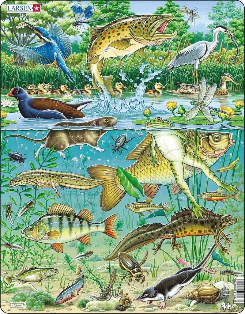 Vijver – Puzzel – Dieren – Vijver – Educatieve legpuzzel voor kinderen – 50 stukjes – Gemaakt in Noorwegen – Extra dikke 2,5 mm stukjes – Tray met vaste rand fra Larsen, 50 Stukjes – Vijver-udgave – æske