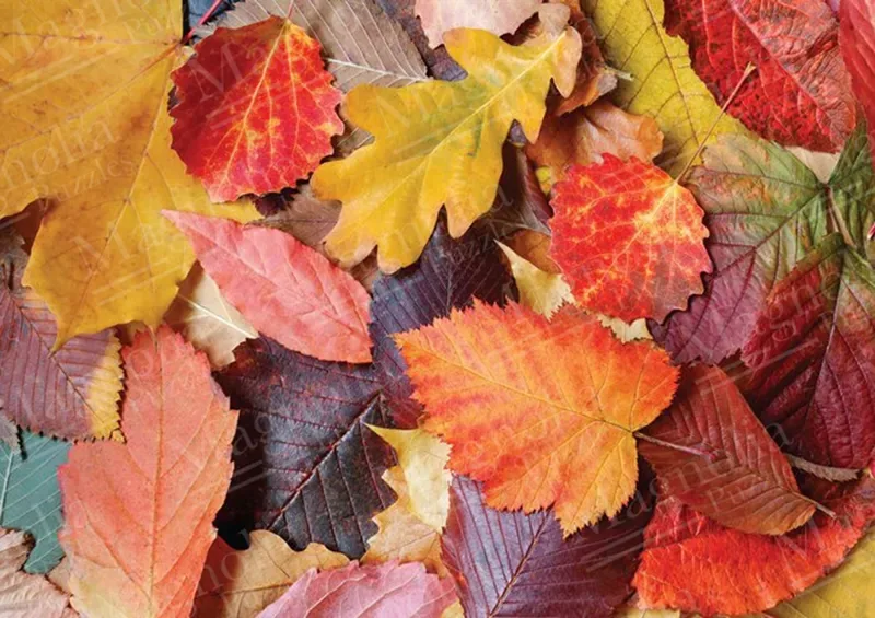 Colorful Leaves - 1000 pièces de Magnolia – boîte