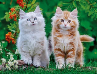 legpuzzel Siberische Kittens 2000 stukjes puzzel volwassenen. van Nathan, editie Meerkleurig – doos 1 van 2