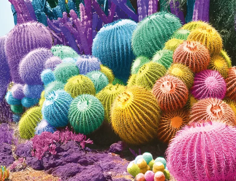Puzzle Arc-en-Ciel de Cactus - 2000 pièces de Nathan – boîte