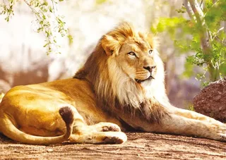 Puzzle Le Roi de la Savane - 1500 pièces de Nathan – boîte 1 sur 2