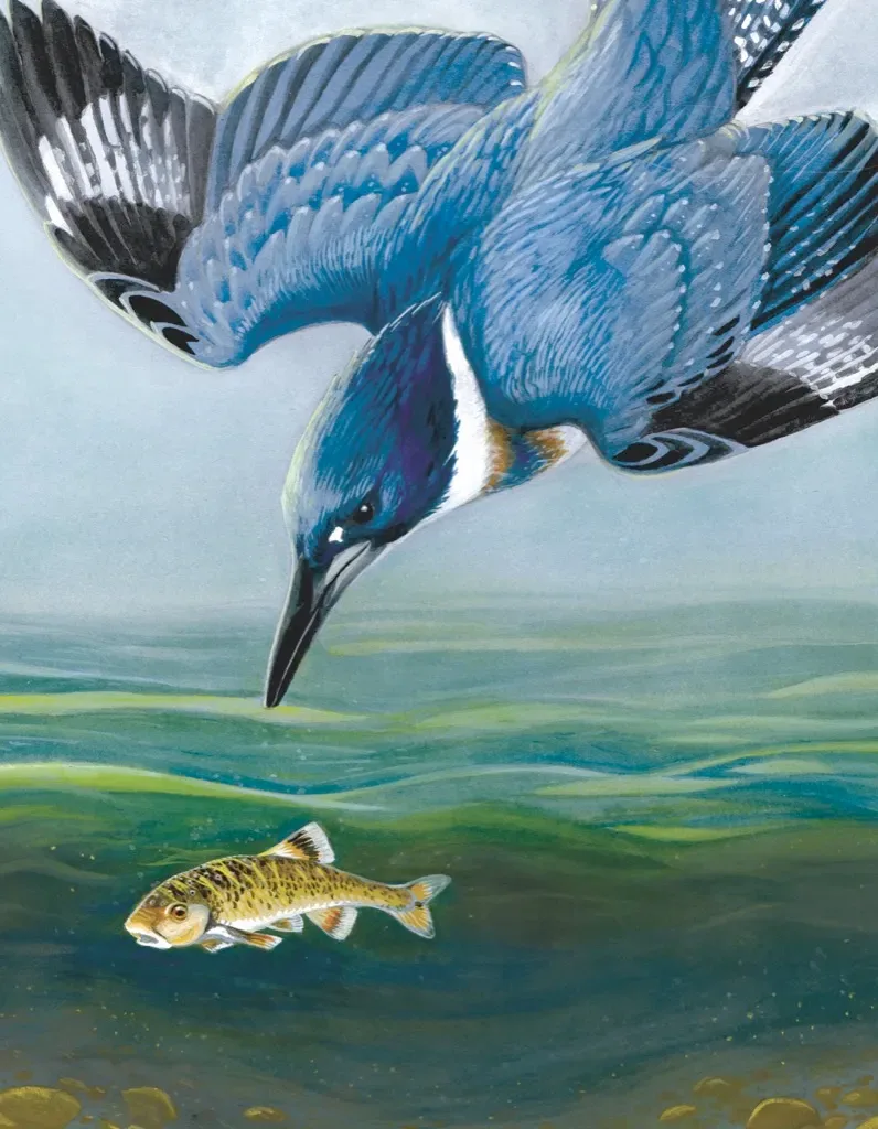 Puzzle Belted Kingfisher - 100 à 149 pièces från New York Puzzle Company – kartong
