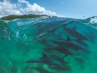 Puzzle Bottlenose Dolphins - 1000 pièces från New York Puzzle Company – kartong 1 av 2
