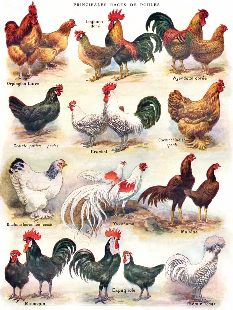 Puzzle Pièces XXL - Poules - Poultry - 500 à 999 pièces fra New York Puzzle Company – æske