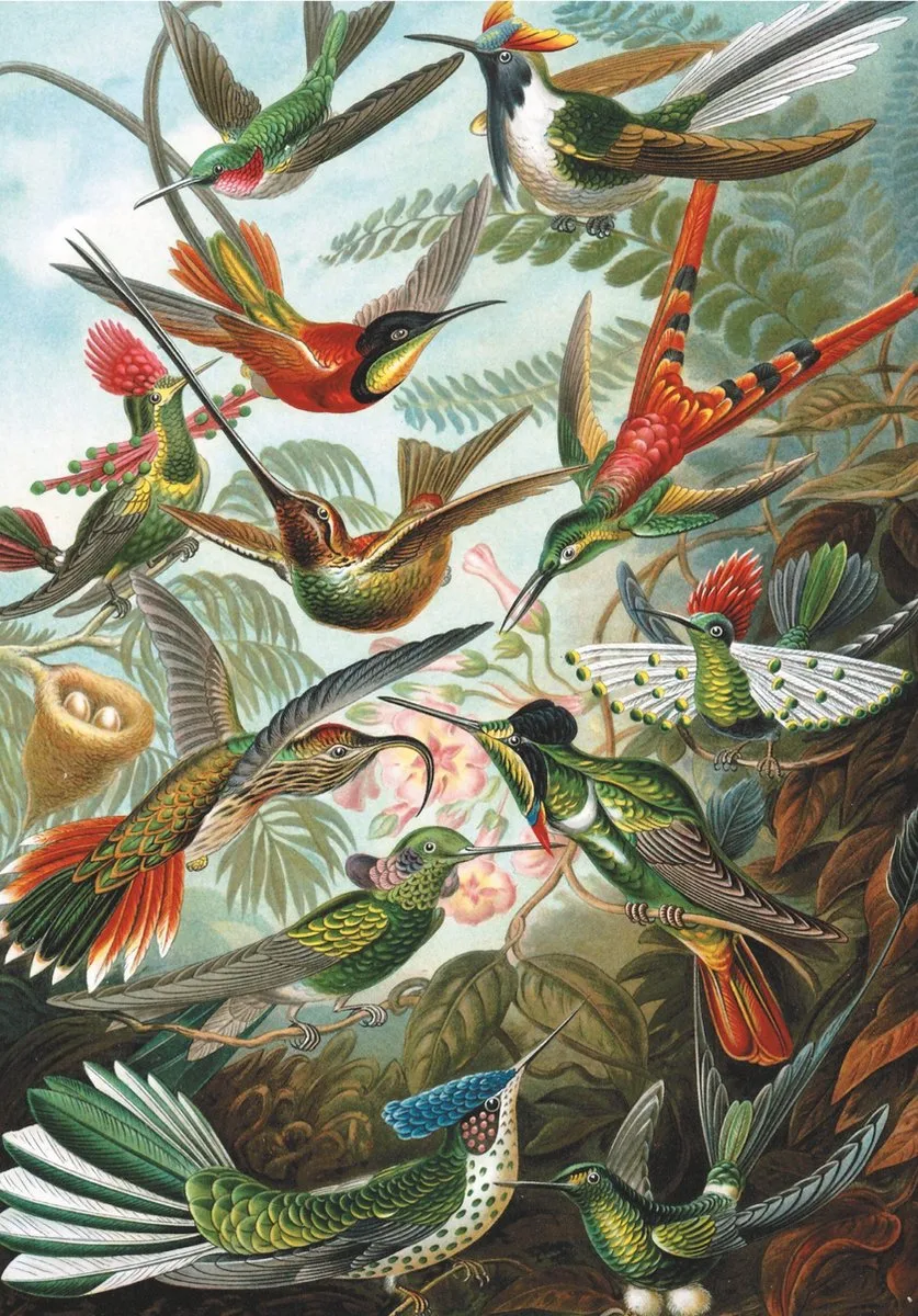 Hummingbirds - Ernst Haeckel puzzel van 1000 stukjes - Birds van Piatnik, editie Meerkleurig – doos