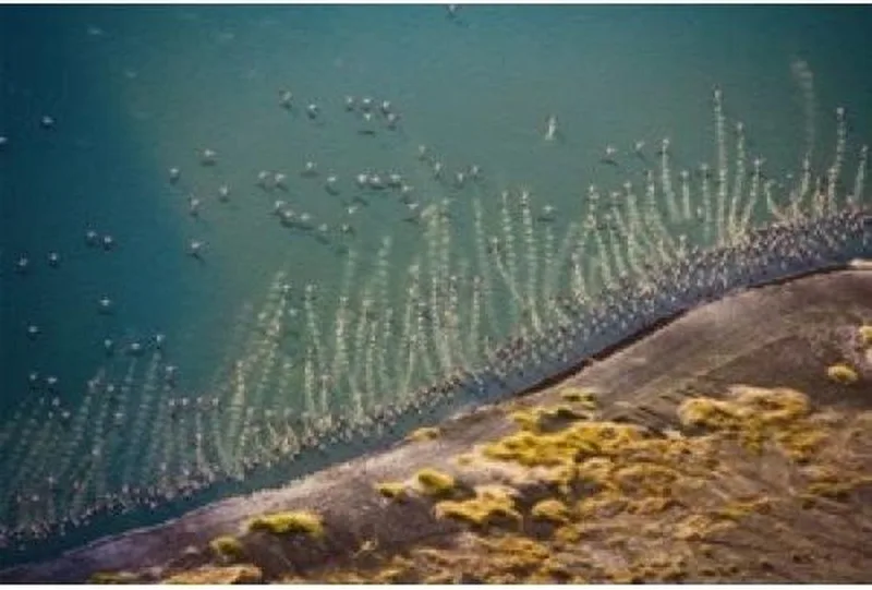 Puzzel, Flamingo's,1000 stukjes Piatnik van Piatnik, editie Meerkleurig – doos