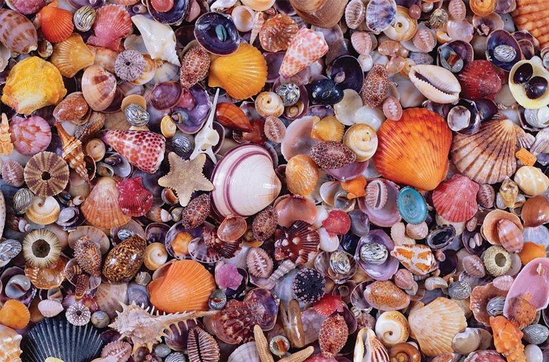 puzzel schelpen - legpuzzel 1000 stukjes karton volwassenen. van Piatnik, editie Meerkleurig – doos