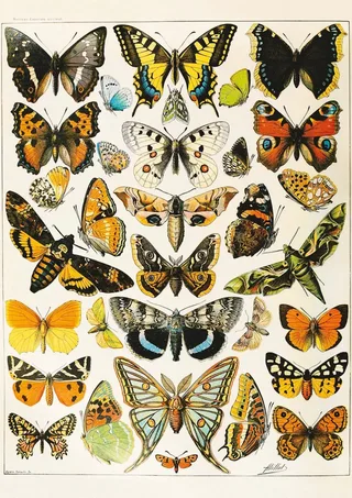 Puzzle Papillons - Millot - 1000 pièces von Piatnik – Schachtel 1 von 2