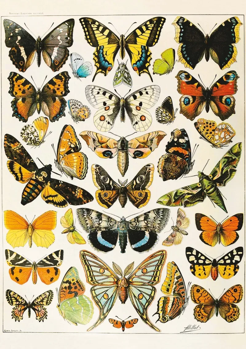 Puzzle Papillons - Millot - 1000 pièces van Piatnik – doos