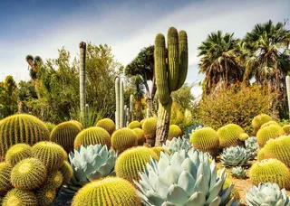 Beautiful Gardens: The Huntington Desert Garden, California (1000) von Ravensburger – Schachtel 2 von 2
