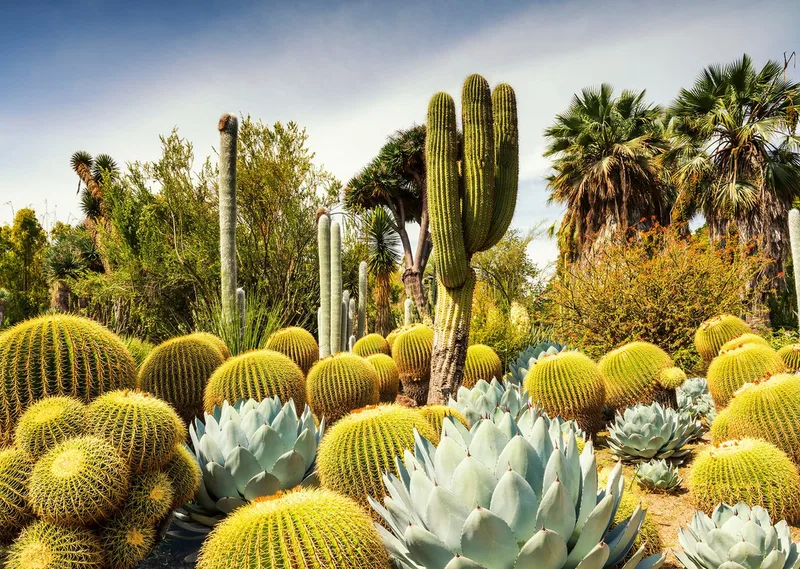 Beautiful Gardens: The Huntington Desert Garden, California (1000) von Ravensburger – Schachtel 2 von 2