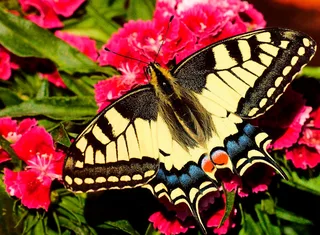 Butterfly (500) de Ravensburger – boîte 4 sur 4