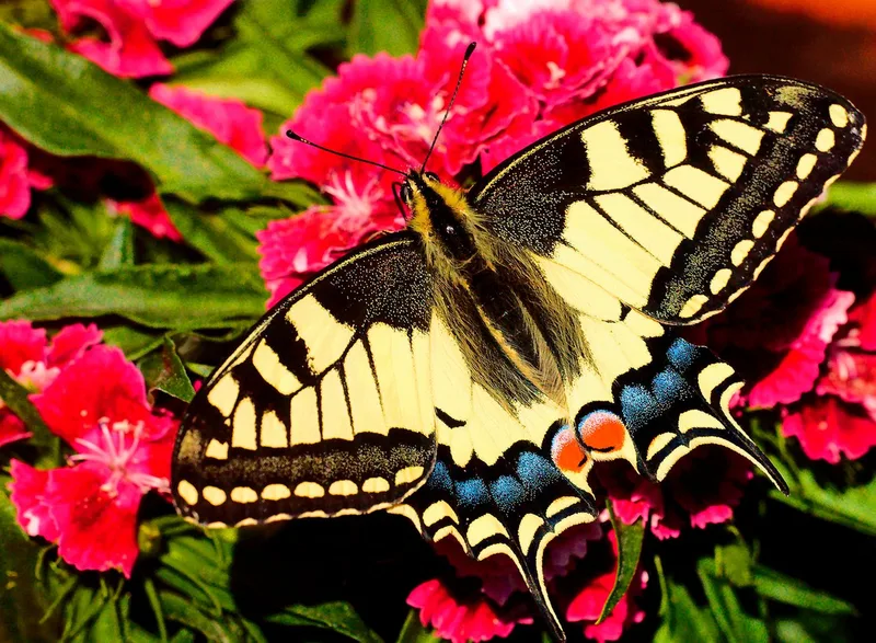 Butterfly (500) de Ravensburger – boîte 4 sur 4