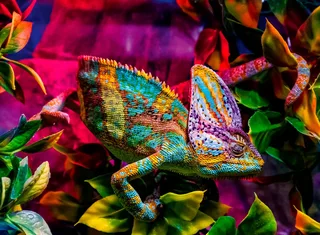 Chameleon (500) from Ravensburger – box 4 of 4