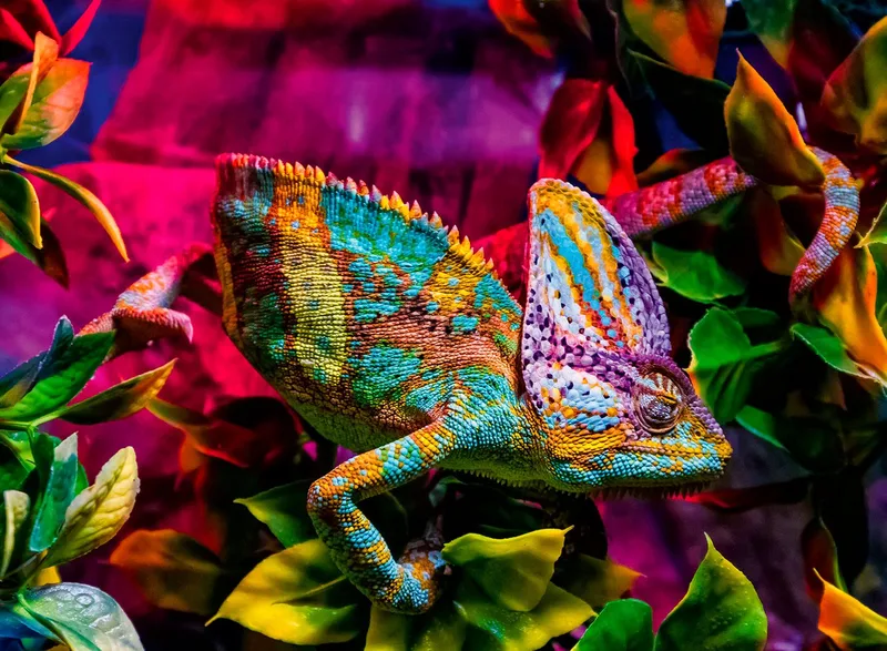 Chameleon (500) from Ravensburger – box 4 of 4