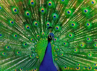 Peacock (500) from Ravensburger – box 4 of 4