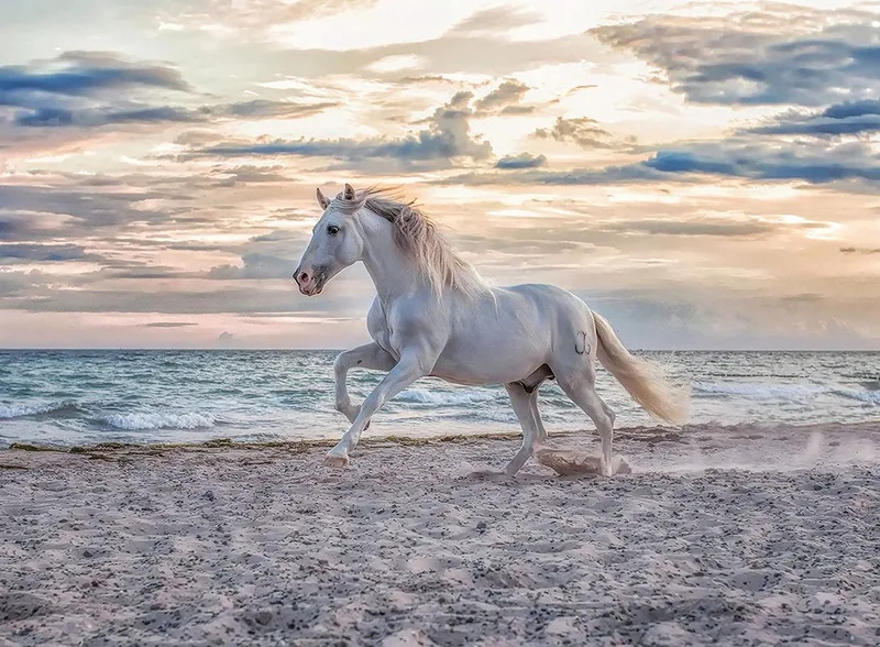 puzzel paard strand - 500 stukjes legpuzzel dieren. from Ravensburger, Multicolour edition – box