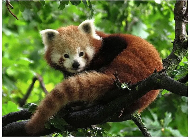 puzzel rode panda legpuzzel - 500 stukjes dieren. van Ravensburger, editie Meerkleurig – doos