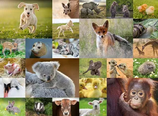 puzzel Schattige babydieren - Legpuzzel - 200 XXL stukjes from Ravensburger, Multicolour edition – box 2 of 2