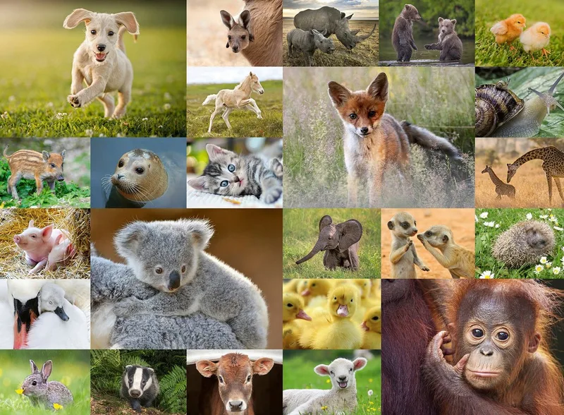 puzzel Schattige babydieren - Legpuzzel - 200 XXL stukjes from Ravensburger, Multicolour edition – box 2 of 2