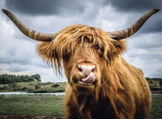 Puzzle 300 Teile Ravensburger Puzzle Moments Highland Cattle 13273, 300 Puzzleteile van Ravensburger – doos 2 van 3