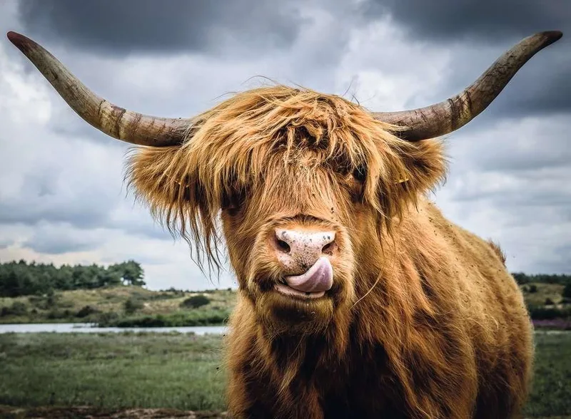Puzzle 300 Teile Ravensburger Puzzle Moments Highland Cattle 13273, 300 Puzzleteile van Ravensburger – doos 2 van 3