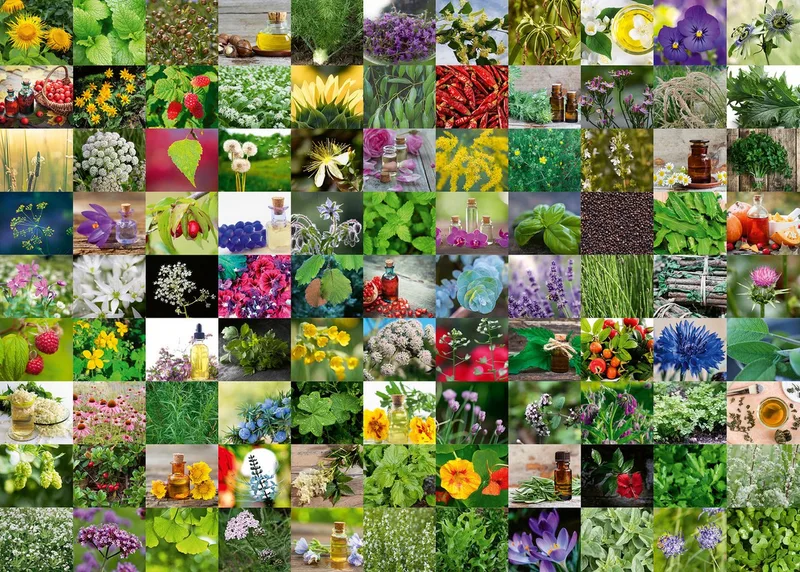 Puzzle 99 Kräuter und Gewürze, 1000 Puzzleteile, Made in Germany de Ravensburger, édition Multicolore – boîte 2 sur 2