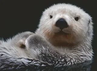 Puzzle Douce Petite Loutre - 500 à 999 pièces de Ravensburger – boîte 1 sur 2