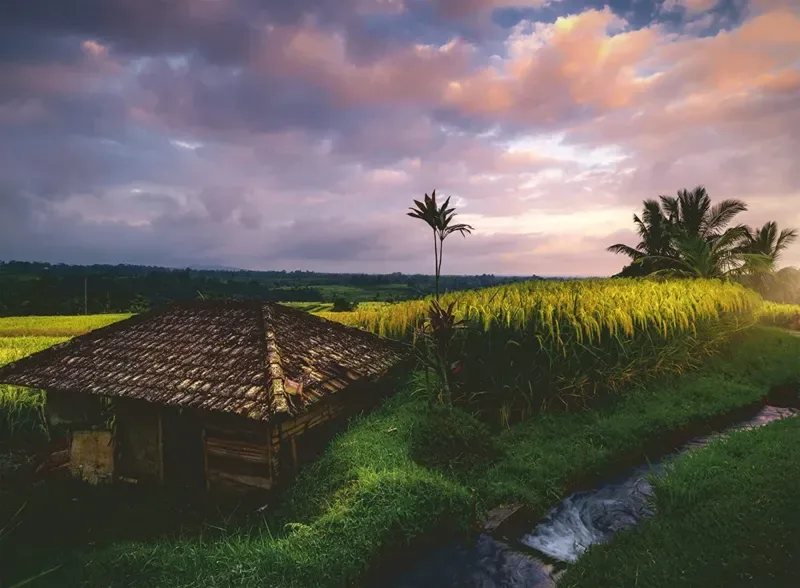 Puzzle Nature Edition - Rizières au Nord de Bali - 500 à 999 pièces de Ravensburger – boîte 1 sur 2