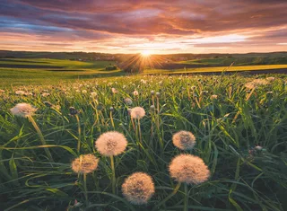 Puzzle power of nature, Pusteblumen im Sonnenuntergang, 500 Puzzleteile, Made in Germany from Ravensburger, Multicolour edition – box 2 of 2