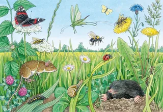 Puzzle Wieso? Weshalb? Warum? Junior, Tiere im Wald und auf der Wiese, 24 Puzzleteile, 2x12 Teile, Made in Europe from Ravensburger, Multicolour edition – box 3 of 5