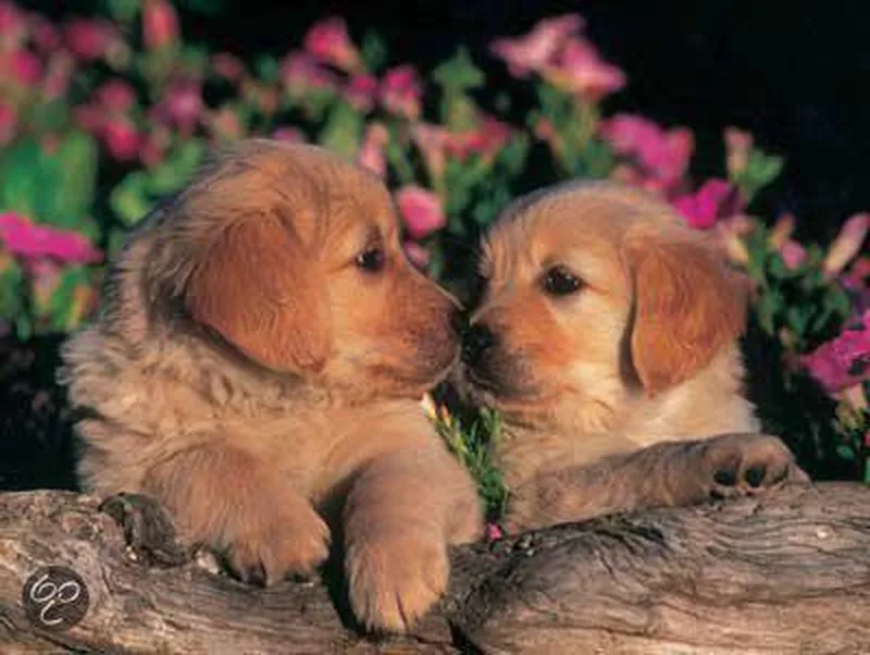 Twee kleine puppies van Ravensburger – doos
